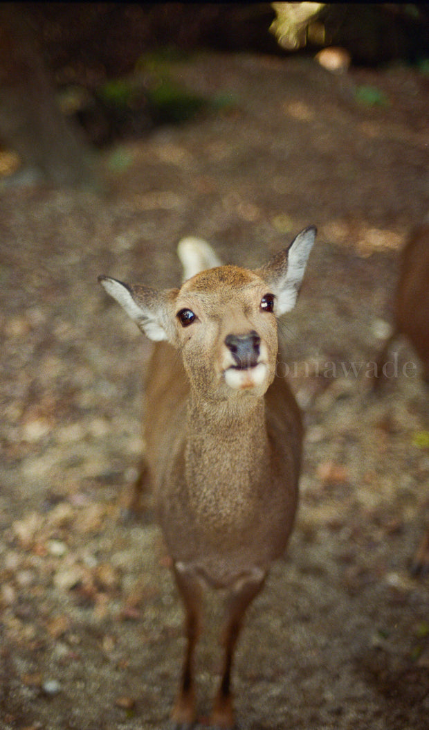 Tender Deer in Nara, Japan