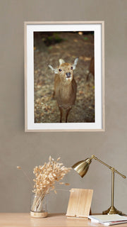 Tender Deer in Nara, Japan